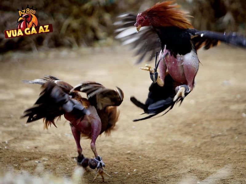 Miễn trách nhiệm đối với trường hợp hủy kết quả trận đấu hoặc vé cược Miễn trách nhiệm đối với trường hợp hủy kết quả trận đấu hoặc vé cược