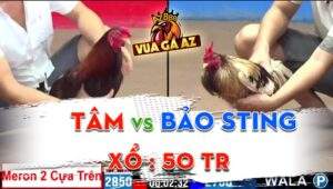 Trận 37 CPC2 09/06/2024 - Gà Anh Tâm Chấp 2 Cựa Trên Và Cái Kết