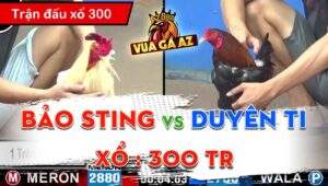 Trận 45 CPC3 13062024 – Gà Duyên Ti Đụng Độ Bảo Sting Xổ Đá 300