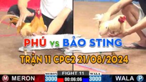 Trận 11 CPC2 21/08/2024 - Mẻ Gà Bướm Hiệu Bảo Sting Ra Trận
