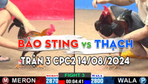 Trận 3 CPC2 14/08/2024 - Bảo Sting Hạ Anh Thạch, Lập Ngay Cú Đúp