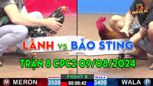Trận 8 CPC2 09/08/2024 - Gà Bảo Sting Dưới Màu Gà Anh Danh