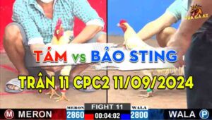 Trận 11 CPC2 11/09/2024 - Gà Bướm Hiệu Của Anh Bảo Sting Thắng Gọn