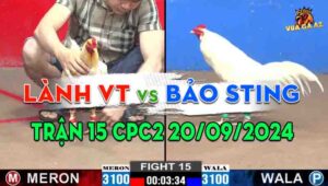 Trận 15 CPC2 20/09/2024 - Gà Bảo Sting Gồng Gánh Cứu Chủ Đẳng Cấp