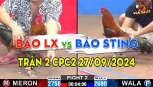 Trận 2 CPC2 27/09/2024 - Gà Anh Bảo Sting Đá Đâm Như Máy Khâu