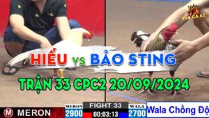 Trận 33 CPC2 20/09/2024 - Gà Anh Hiếu Hạ Gà Chồng Độ Của Anh Bảo Sting