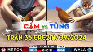 Trận 36 CPC2 11/09/2024 - Gà Anh Tùng Có Chân Phản Quá Đẳng Cấp