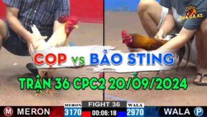 Trận 36 CPC2 20/09/2024 - Anh Bảo Sting Tiếp Tục Hốt Hụi Chót