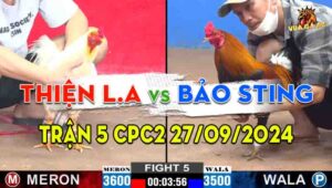 Trận 5 CPC2 27/09/2024 - Gà Anh Bảo Sting Đâm Như Sát Thủ
