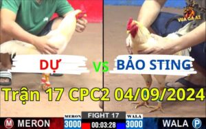 Trận 17 CPC2 04/09/2024 - Gà Anh Dự Hạ Gà Anh Bảo Gãy Giò Chỉ Bằng 1 Chân Đá