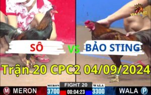 Trận 20 CPC2 04/09/2024 - Gà Bảo Sting Nhẹ Hơn 4 Chấm Đá Gà Anh Sô Ói Máu
