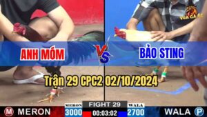 Trận 29 CPC2 02/10/2024 giữa anh Móm và Anh Bảo Sting