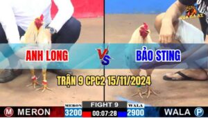 Trận 9 CPC2 Ngày 15/11/2024 - Bướm Hiệu Bảo Sting Hạ Đẹp Gà Anh Long