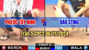 Trận 5 CPC2 06/11/2024 giữa anh Phước Tây Ninh và anh Bảo Sting