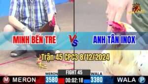 Trận 45 CPC3 8/12/2024 - Gà Má Minh Đá Gà Anh Tân Inox Bỏ Chạy