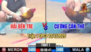 Trận 1 CPC3 12/1/2025 - Gà Chú Hải Bến Tre Lì Đòn Tải Cựa Tốt