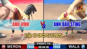 Trận 15 CPC2 5/1/2025 - Úa Cọp Cụt Móng Của Anh Bảo Sting Ăn Cái Thứ 8