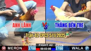 Trận 42 CPC2 5/1/2025 - Gà Anh Lành Đá Gãy Giò Bướm Hiệu Anh Bảo Sting