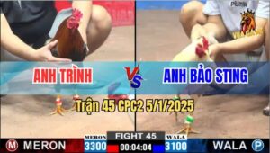 Trận 45 CPC2 5/1/2025 - Bướm Hiệu Anh Bảo Sting Gãy Chân Phàn Kèo Ăn 1