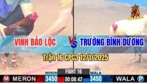 Trận 16 CPC3 12/1/2025 - Gà Điều Anh Vinh Đá Đối Thủ Sụm Tỳ Rụng Nụ