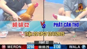 Trận 22 CPC3 12/1/2025 - Gà Úa Phát Cần Thơ Đâm Cựa Quá Tàn Bạo