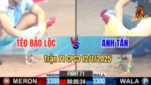 Trận 71 CPC3 12/1/2025 - Gà Tèo Bảo Lộc Đá Quá Nhanh, Quá Nguy Hiểm