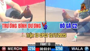 Trận 13 CPC3 12/1/2025 - Gà Bồ C2 Lụm Xổ 5 Xị Gà Anh Trường Bình Dương