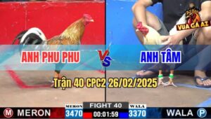 Trận 40 CPC2 26/2/2025 - Gà Anh Tâm Đá Gà Phu Phu Như Lấy Đá Đập Trứng