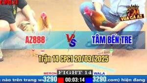 Trận 14 CPC1 20/3/2025 - Camelo AZ888 Đá Bát 1 Tiễn Gà Điều Lên Đường
