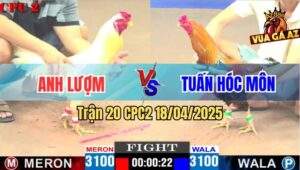 Trận 20 CPC2 18/4/2025 - Điều Đuôi Lao Anh Tuấn Đá Gà Úa Lên Cá Rô