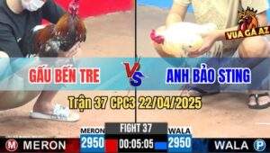Trận 37 CPC3 22/4/2025 - Gà Bông Anh Gấu Bú Bướm Hiệu Bảo Sting Bay Bồ
