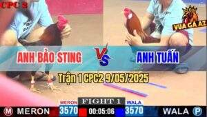 Trận 1 CPC2 9/5/2025 - Anh Bảo Sting Mở Bát 1 Đá Đối Thủ Bay Bồ