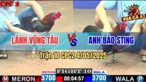 Trận 10 CPC2 4/5/2025 - Gà Anh Bảo Sting Đâm Gà Anh Lành Bỏ Chạy