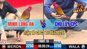 Trận 10 CPC3 7/5/2025 - Gà Vàng Chú Lũy Lướt Ói Hạ Điều Cọp Má Minh