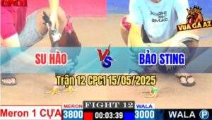 Trận 12 CPC1 15/5/2025 – Anh Su Hào Vs Anh Bảo Sting