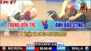 Trận 14 CPC2 9/5/2025 - Gà Cú Anh Bảo Sting Gồng Đá Que Lên Xe Chạy