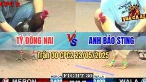 Trận 30 CPC2 23/5/2025 - Úa Hiệu Bảo Sting Không Làm Anh Em Thất Vọng