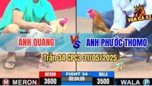 Trận 35 CPC3 31/5/2025 - Tranh Nhì 1, Chú Phúc Bình Dương Và Anh Sỹ