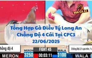 Tổng Hợp Gà Điều Tý Long An Chồng Độ 4 Cái Tại CPC3 22/06/2025