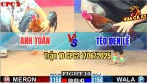 Trận 10 CPC2 1/6/2025 - Điều Cọp Anh Tèo Đen Lê Đá 1 Cước Hạ Gà Vàng