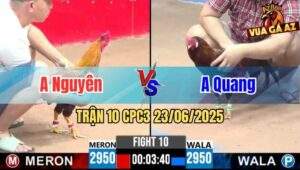 Trận 10 CPC3 23/06/2025 - Gà Anh Nguyên Đá Cái Bo Như Xe Tải Đụng