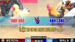 Trận 11 CPC2 27/06/2025 - Gà Xám Anh Long Siết 3 Cựa Mu Lưng Hạ Đẹp Bướm