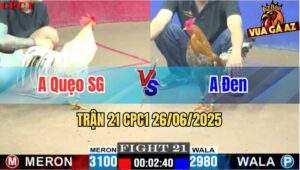 Trận 21 CPC1 26/06/2025 - Gà Điều Anh Đen Chồng Độ Đá Nhanh Lẹ