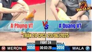 Trận 24 CPC3 23/06/2025 - Gà Anh Phụng Vũng Tàu Có Đòn Cựa Hiểm