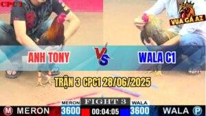 Trận 3 CPC1 28/06/2025 - Gà Cú Wala C1 Kêu Gà Điều Anh Tony Tử Tại Chỗ