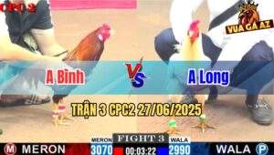Trận 3 CPC2 27/06/2025 - Gà Úa Anh Long Đá Đối Thủ Bật Ngửa Nằm Chết
