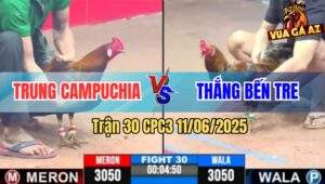 Trận 30 CPC3 11/6/2025 - Gà Cú Anh Thắng Đá Tăng 1 Gà Que Liệt Giò