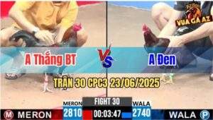Trận 30 CPC3 23/06/2025 - Gà Anh Đen Bị Dí Bạc Ăn 5 Nhưng Vẫn Thắng
