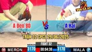 Trận 32 CPC3 29/06/2025 - Gà Anh Đen Bình Dương Có Chân Cựa Chí Mạng