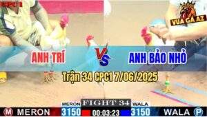 Trận 34 CPC1 7/6/2025 - Gà Bướm Anh Bảo Nhỏ Về Trong May Mắn